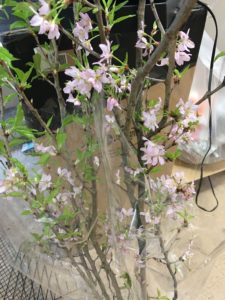 切り枝　さくら